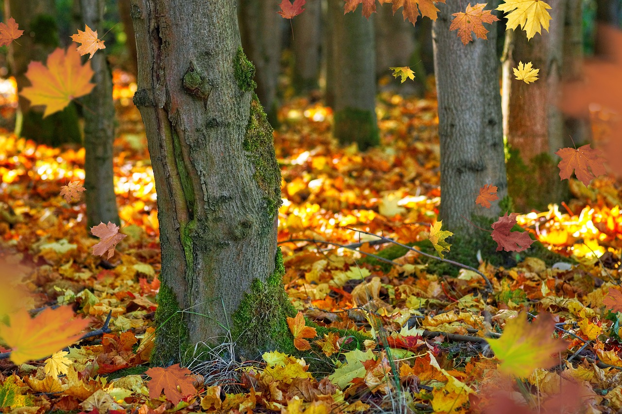 Celebrating the Harvest at Canada's Thanksgiving